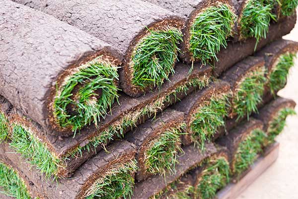 instant-lawn