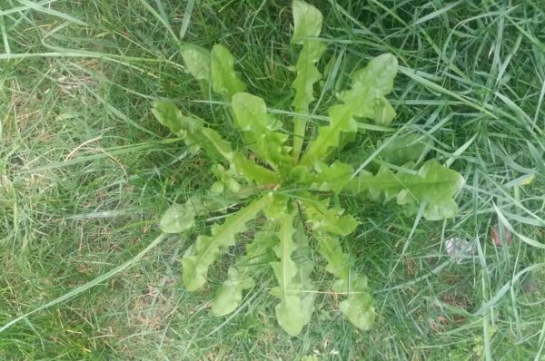 Broadleaf weed Broadleaf weed