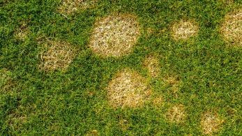 Lawn Advice - Expert Turf