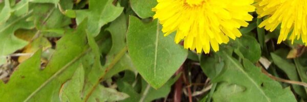 Dandelion header