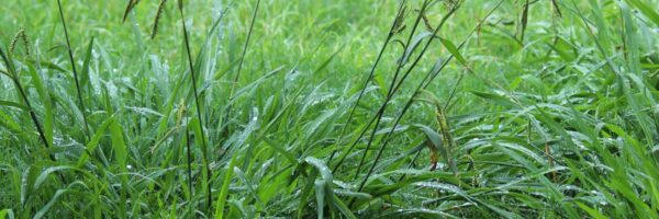 Overgrown,Weeds,In,The,Backyard,,Crab,Grass,Weed,In,The