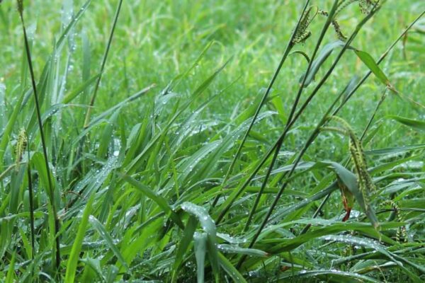 Overgrown,Weeds,In,The,Backyard,,Crab,Grass,Weed,In,The Overgrown,Weeds,In,The,Backyard,,Crab,Grass,Weed,In,The