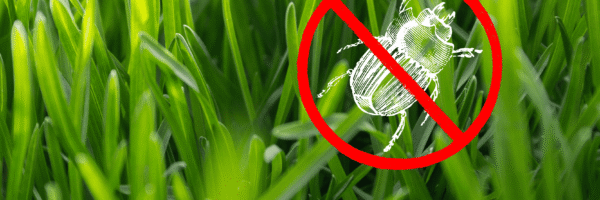 No Bug