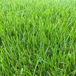 Dwarf Rye/Fine Fescue Instant Lawn