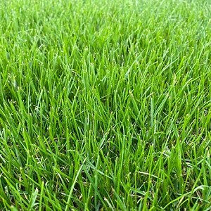 Dwarf Rye/Fine Fescue - Fine Lawn Blend Instant Lawn