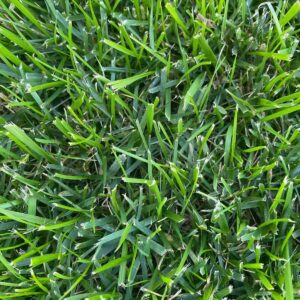 Second-Grade Tall Fescue Instant Lawn