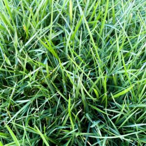 Ultimate Tall Fescue Instant Lawn