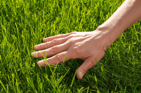 Lawn Care
