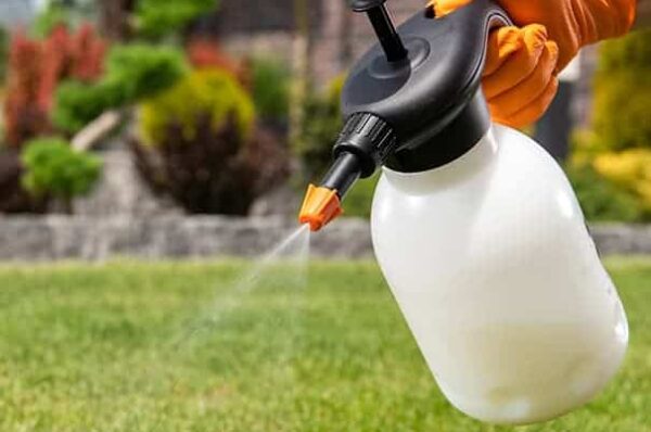 Closeup of Handheld Pump Pesticide Sprayer in Hand of Gardener Performing Lawn Pest-Control Treatment. Garden Maintenance Equipment.