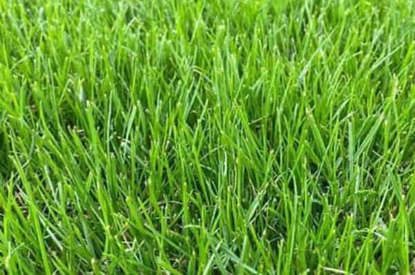 Dwarf-Rye-600x400 Dwarf-Rye-600x400