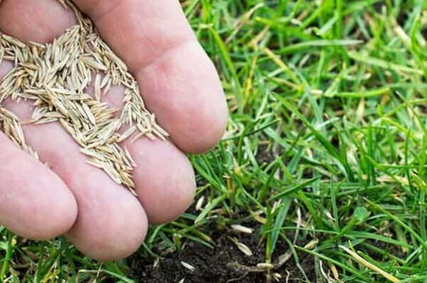 Profession Lawn Fertiliser - 4