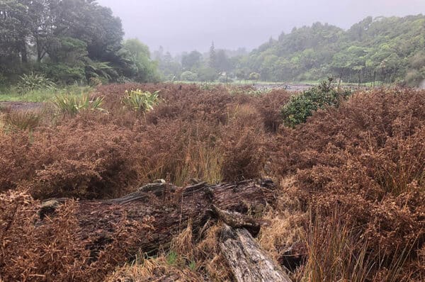 Grounds-Vegetation-Maintenance-Vegetation-Control-2-600x398