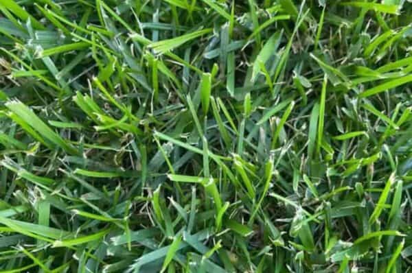 Second-Grade-Tall-Fescue-600x398