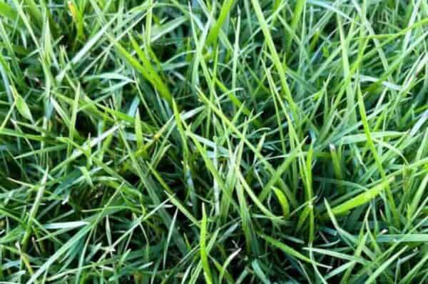 Ultimate-Tall-Fescue-600x398 Ultimate-Tall-Fescue-600x398